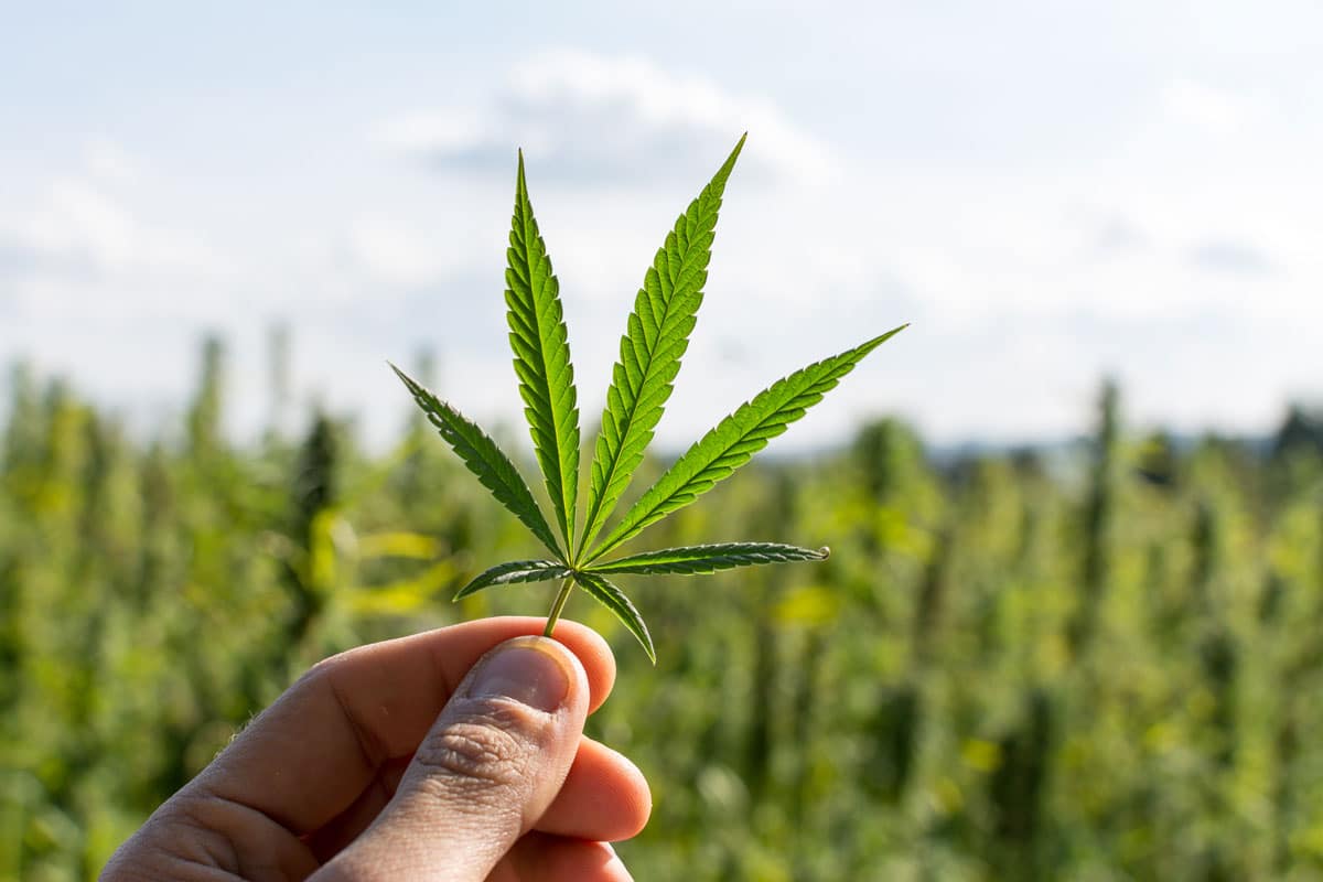 Brunner für Cannabis-Legalisierung